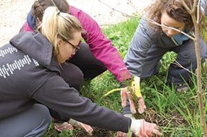 Students from Cardinal Stritch University plant trees at the Urban Ecology Center in the Riverwest neighborhood of Milwaukee on Friday, April 29, as part of the school’s daylong service day. (Catholic Herald photo by Ricardo Torres)