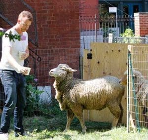 Volunteer shepherd Sean McCluskey offers grain pellets to sheep in the cemetery at the Basilica of St. Patrick’s Old Cathedral in New York City Aug. 9. The parish has three sheep grazing on the cemetery grounds to cut the grass. (CNS photo/Gregory A. Shemitz)