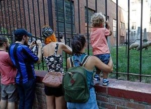 People gather to look at sheep in the cemetery at the Basilica of St. Patrick’s Old Cathedral in New York City Aug. 9. The parish is using three grazing sheep to cut the graveyard’s grass this summer. (CNS photo/Gregory A. Shemitz)
