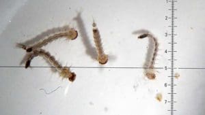 A view through a microscope shows larvae of the Aedes aegypti mosquito, which transmits the virus Zika, at a laboratory at the National Institute of Health in Bogota, Colombia, April 26. In February, the National Catholic Bioethics Center issued a statement saying that concerns about Zika does not justify abortion or allowing artificial birth control even with the suspected connection between Zika causing birth defects in an unborn child. (CNS photo/Leonardo Munoz, EPA)