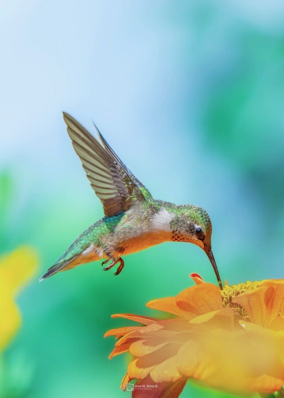 DSC00594-ARW_DxO_DeepPRIME