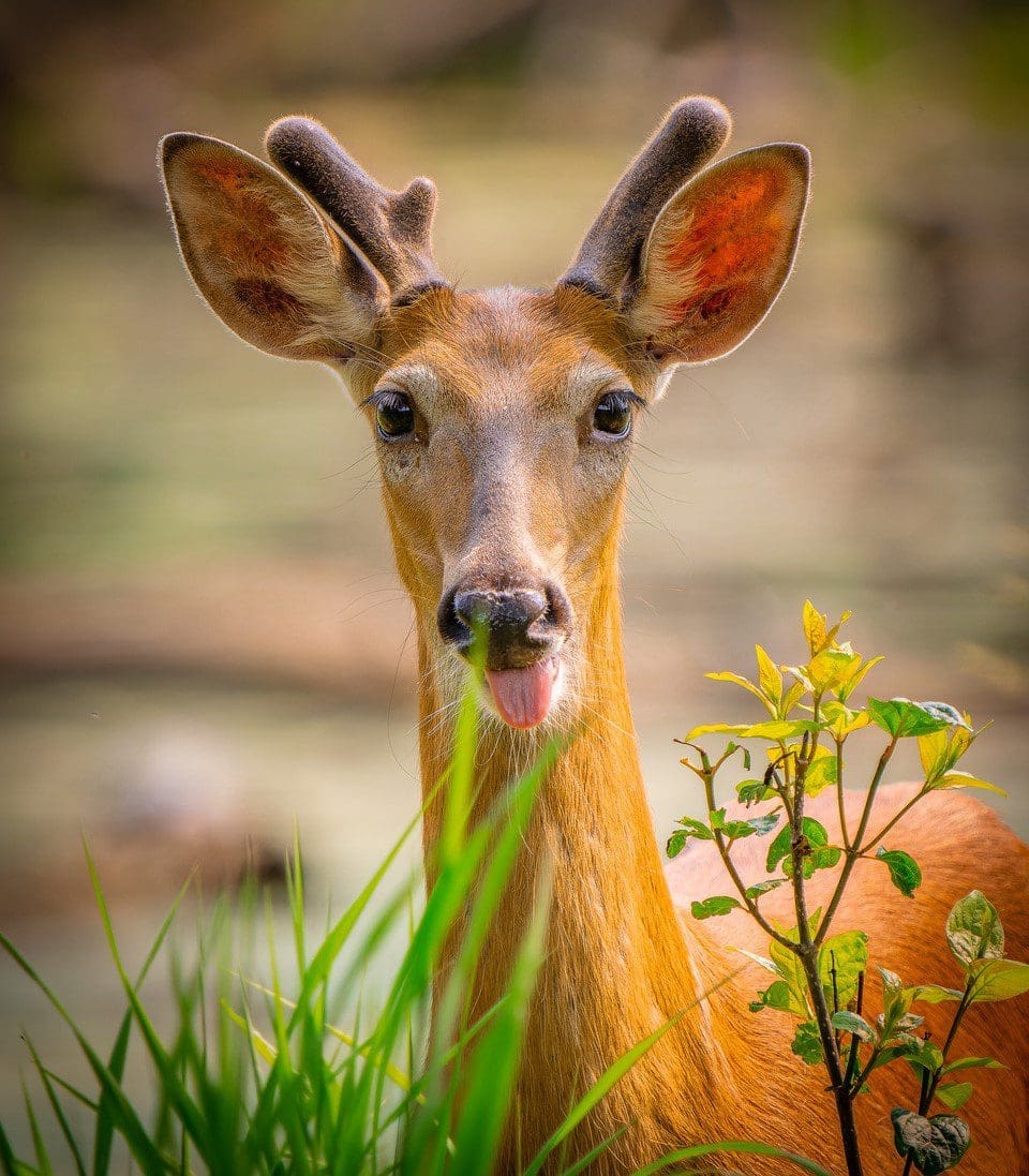 DSC00871-ARW_DxO_DeepPRIME