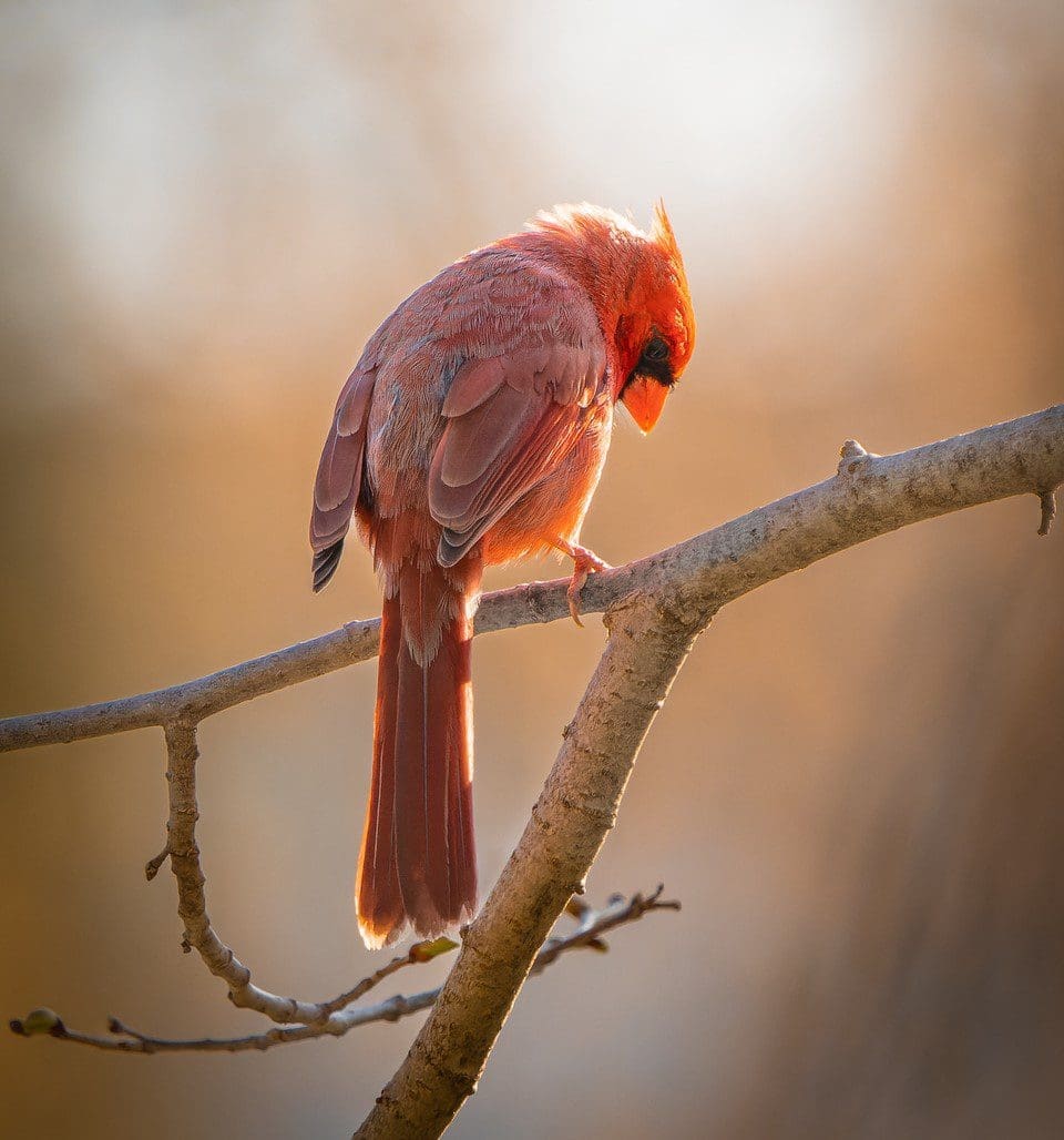 DSC01198-ARW_DxO_DeepPRIME