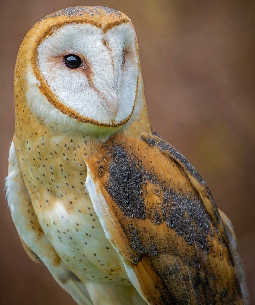 DSC04235-ARW_DxO_DeepPRIME-2